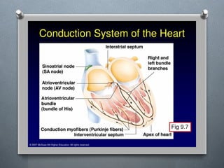 Lecture 4 Circulatory Response to Exercise.pptx