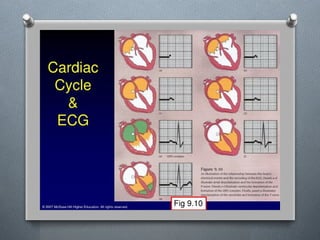 Lecture 4 Circulatory Response to Exercise.pptx