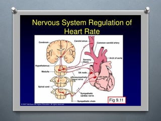 Lecture 4 Circulatory Response to Exercise.pptx