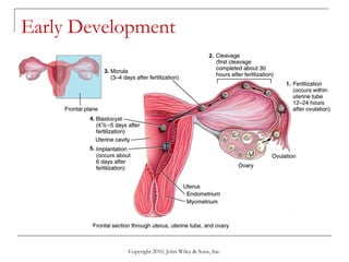 Opercularization Lecture 4 development & inheritance | PPT