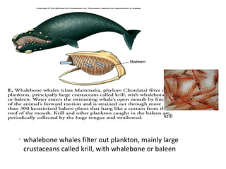 Lecture 4 digestion and nutrition 2nd sem 2008-2009 | PDF