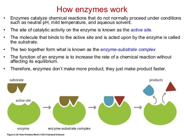 Enzyme Catalysis