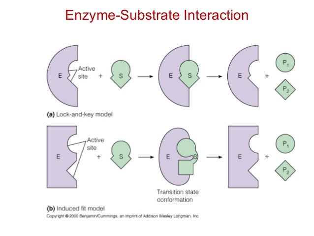 Enzyme Catalysis Enzyme Catalysis
