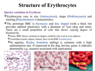 Comprehensive Clinical Pathology Lecture on Erythron and Red Blood ...