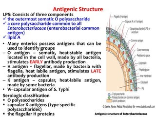 Antigenic Structure
LPS: Consists of three components
 the outermost somatic O polysaccharide
 a core polysaccharide common to all
Enterobacteriaceae (enterobacterial common
antigen)
 lipid A
• Many enterics possess antigens that can be
used to identify groups
– O antigen – somatic, heat-stable antigen
located in the cell wall, made by all bacteria,
stimulates EARLY antibody production
– H antigen – flagellar, made by bacteria with
flagella, heat labile antigen, stimulates LATE
antibody production
– K antigen – capsular, heat-labile antigen,
made by some bacteria
• Vi- capsular antigen of S. Typhi
Serologic classification
 O polysaccharides
 capsular K antigens (type-specific
polysaccharides)
 the flagellar H proteins Antigenic structure of Enterobacteriaceae
 