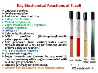 Key Biochemical Reactions of E. coli
.
 Catalase: positive.
 Oxidase: negative.
 Reduces nitrates to nitrites.
 Indole test: Positive
 Methyl-Red-positive.
 Voges-Proskauer (VP): negative.
 Citrate: negative.
 IMViC: + + - -
 Gelatin liquifaction: -ve
 ONPG: positive (O-nitrophenyl-beta-D-
galactopyranoside).
 Acid produced from carbohydrates (Some
atypical strains of E. coli do not ferment lactose
or have a delayed reaction.)
 H 2 S production: Negative
 Urease test: Negative
 Sugar fermentation: glucose, lactose, manitol,
maltose and many other sugars fermented with
acid and gas production.
 Sucrose generally not fermented.
 Coliform : enterobacteria which ferment lactose
 
