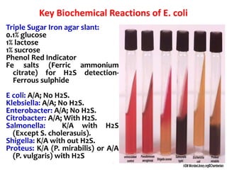 Key Biochemical Reactions of E. coli
.
Triple Sugar Iron agar slant:
0.1% glucose
1% lactose
1% sucrose
Phenol Red Indicator
Fe salts (Ferric ammonium
citrate) for H2S detection-
Ferrous sulphide
E coli: A/A; No H2S.
Klebsiella: A/A; No H2S.
Enterobacter: A/A; No H2S.
Citrobacter: A/A; With H2S.
Salmonella: K/A with H2S
(Except S. cholerasuis).
Shigella: K/A with out H2S.
Proteus: K/A (P. mirabilis) or A/A
(P. vulgaris) with H2S
 