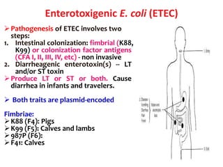 Enterotoxigenic E. coli (ETEC)
Pathogenesis of ETEC involves two
steps:
1. Intestinal colonization: fimbrial (K88,
K99) or colonization factor antigens
(CFA I, II, III, IV, etc) - non invasive
2. Diarrheagenic enterotoxin(s) -- LT
and/or ST toxin
Produce LT or ST or both. Cause
diarrhea in infants and travelers.
 Both traits are plasmid-encoded
Fimbriae:
K88 (F4): Pigs
K99 (F5): Calves and lambs
987P (F6):
F41: Calves
 