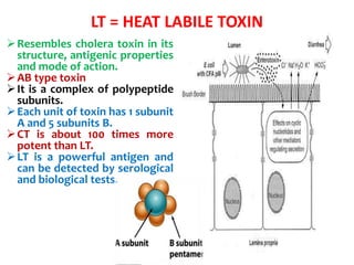 Resembles cholera toxin in its
structure, antigenic properties
and mode of action.
AB type toxin
It is a complex of polypeptide
subunits.
Each unit of toxin has 1 subunit
A and 5 subunits B.
CT is about 100 times more
potent than LT.
LT is a powerful antigen and
can be detected by serological
and biological tests.
LT = HEAT LABILE TOXIN
.
 