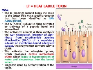 LT = HEAT LABILE TOXIN
MOA:
• The B (binding) subunit binds the toxin
to the target cells via a specific receptor
that has been identified as GM1
GANGLIOSIDE.
• The A (Active) subunit is then activated
by cleavage of a peptide bond and
internalized
• The activated subunit A then catalyzes
the ADP-ribosylation (transfer of ADP-
ribose from nicotinamide adenine
dinucleotide [NAD]) of a regulatory
subunit of membrane-bound adenylate
cyclase, the enzyme that converts ATP to
cAMP.
• This activates the adenylate cyclase,
which produces excess intracellular
cAMP, which leads to hypersecretion of
water and electrolytes into the bowel
lumen.
• Diagnosis done by demonstration of the
toxin. .
 