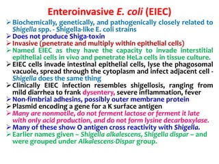 Enteroinvasive E. coli (EIEC)
Biochemically, genetically, and pathogenically closely related to
Shigella spp. - Shigella-like E. coli strains
Does not produce Shiga-toxin
Invasive (penetrate and multiply within epithelial cells)
Named EIEC as they have the capacity to invade interstitial
epithelial cells in vivo and penetrate HeLa cells in tissue culture.
EIEC cells invade intestinal epithelial cells, lyse the phagosomal
vacuole, spread through the cytoplasm and infect adjacent cell -
Shigella does the same thing
Clinically EIEC infection resembles shigellosis, ranging from
mild diarrhea to frank dysentery, severe inflammation, fever
Non-fimbrial adhesins, possibly outer membrane protein
Plasmid encoding a gene for a K surface antigen
Many are nonmotile, do not ferment lactose or ferment it late
with only acid production, and do not form lysine decarboxylase.
Many of these show O antigen cross reactivity with Shigella.
Earlier names given – Shigella alkalescens, Shigella dispar – and
were grouped under Alkalescens-Dispar group.
 