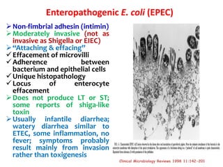 Enteropathogenic E. coli (EPEC)
Non-fimbrial adhesin (intimin)
Moderately invasive (not as
invasive as Shigella or EIEC)
“Attaching & effacing”
Effacement of microvilli
Adherence between
bacterium and epithelial cells
Unique histopathology
Locus of enterocyte
effacement
Does not produce LT or ST;
some reports of shiga-like
toxin
Usually infantile diarrhea;
watery diarrhea similar to
ETEC, some inflammation, no
fever; symptoms probably
result mainly from invasion
rather than toxigenesis
Clinical Microbiology Reviews 1998 11:142-201
 