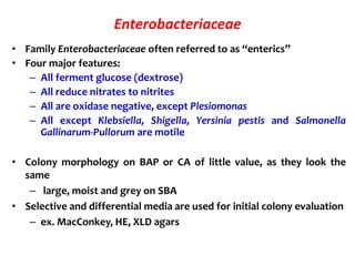 Enterobacteriaceae
• Family Enterobacteriaceae often referred to as “enterics”
• Four major features:
– All ferment glucose (dextrose)
– All reduce nitrates to nitrites
– All are oxidase negative, except Plesiomonas
– All except Klebsiella, Shigella, Yersinia pestis and Salmonella
Gallinarum-Pullorum are motile
• Colony morphology on BAP or CA of little value, as they look the
same
– large, moist and grey on SBA
• Selective and differential media are used for initial colony evaluation
– ex. MacConkey, HE, XLD agars
 