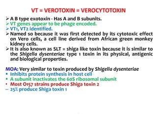 VT = VEROTOXIN = VEROCYTOTOXIN
A B type exotoxin - Has A and B subunits.
VT genes appear to be phage encoded.
VT1, VT2 identified.
Named so because it was first detected by its cytotoxic effect
on Vero cells, a cell line derived from African green monkey
kidney cells.
It is also known as SLT = shiga like toxin because it is similar to
the Shigella dysenteriae type 1 toxin in its physical, antigenic
and biological properties.
MOA: Very similar to toxin produced by Shigella dysenteriae
 Inhibits protein synthesis in host cell
 A subunit inactivates the 60S ribosomal subunit
• Most O157 strains produce Shiga toxin 2
– 25% produce Shiga toxin 1
.
 