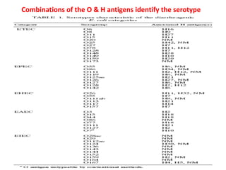 Combinations of the O & H antigens identify the serotype
 