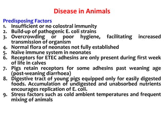 Disease in Animals
Predisposing Factors
1. Insufficient or no colostral immunity
2. Build-up of pathogenic E. coli strains
3. Overcrowding or poor hygiene, facilitating increased
transmission of organism
4. Normal flora of neonates not fully established
5. Naïve immune system in neonates
6. Receptors for ETEC adhesins are only present during first week
of life in calves
7. Pigs retain receptors for some adhesins past weaning age
(post-weaning diarrhoea)
8. Digestive tract of young pigs equipped only for easily digested
foods. Accumulation of undigested and unabsorbed nutrients
encourages replication of E. coli.
9. Stress factors such as cold ambient temperatures and frequent
mixing of animals
 