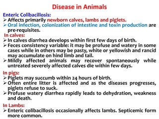 Disease in Animals
Enteric Colibacillosis:
Affects primarily newborn calves, lambs and piglets.
Oral infection, colonization of intestine and toxin production are
pre-requisites.
In calves:
In calves diarrhea develops within first few days of birth.
Feces consistency variable: it may be profuse and watery in some
cases while in others may be pasty, white or yellowish and rancid
may accumulate on hind limb and tail.
Mildly affected animals may recover spontaneously while
untreated severely affected calves die within few days.
In pigs:
Piglets may succumb within 24 hours of birth.
Often entire litter is affected and as the diseases progresses,
piglets refuse to suck.
Profuse watery diarrhea rapidly leads to dehydration, weakness
and death.
In Lambs:
Enteric colibacillosis occasionally affects lambs. Septicemic form
more common.
 