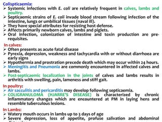 Colispticaemia:
 Systemic infections with E. coli are relatively frequent in calves, lambs and
poultry.
 Septicaemic strains of E. coli invade blood stream following infection of the
intestine, lungs or umbilical tissues (naval ill).
 They have special attributes for resisting host defense.
 Affects primarily newborn calves, lambs and piglets.
 Oral infection, colonization of intestine and toxin production are pre-
requisites.
In calves:
 Often presents as acute fatal disease
 Pyrexia, depression, weakness and tachycardia with or without diarrhoea are
early signs
 Hypothermia and prostration precede death which may occur within 24 hours.
 Meningitis and Pneumonia are commonly encountered in affected calves and
lambs.
 Post-septicaemic localization in the joints of calves and lambs results in
arthritis with swelling, pain, lameness and stiff gait.
In poultry:
 Air sacculitis and pericarditis may develop following septicaemia.
 COLIGRANULOMA (HJARRE’S DISEASE) is characterized by chronic
inflammatory changes which are encountered at PM in laying hens and
resemble tuberculous lesions.
In Lambs:
 Watery mouth occurs in lambs up to 3 days of age
 Severe depression, loss of appetite, profuse salivation and abdominal
 