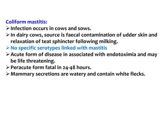 Coliform mastitis:
Infection occurs in cows and sows.
In dairy cows, source is faecal contamination of udder skin and
relaxation of teat sphincter following milking.
No specific serotypes linked with mastitis
Acute form of disease in associated with endotoximia and may
be life threatening.
Peracute form fatal in 24-48 hours.
Mammary secretions are watery and contain white flecks.
 