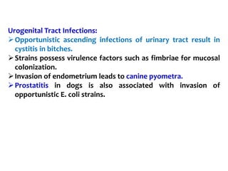 Urogenital Tract Infections:
Opportunistic ascending infections of urinary tract result in
cystitis in bitches.
Strains possess virulence factors such as fimbriae for mucosal
colonization.
Invasion of endometrium leads to canine pyometra.
Prostatitis in dogs is also associated with invasion of
opportunistic E. coli strains.
 