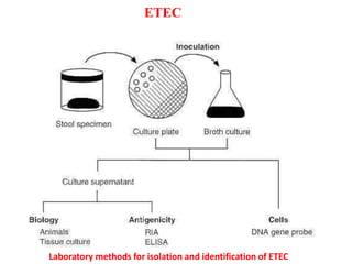 Laboratory methods for isolation and identification of ETEC
ETEC
 