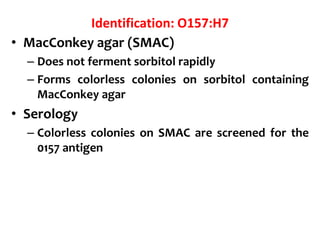 Identification: O157:H7
• MacConkey agar (SMAC)
– Does not ferment sorbitol rapidly
– Forms colorless colonies on sorbitol containing
MacConkey agar
• Serology
– Colorless colonies on SMAC are screened for the
0157 antigen
 