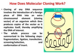 How Does Molecular Cloning Work?
• Cloning of any DNA sequence
involves the introduction of a foreign
piece of DNA into an extra
chromosomal element (cloning
vector) of an organism which then
produces copies of the vector as it
replicates itself, thereby amplifying
the DNA of interest.
• The whole process can be
summarized in the following steps:
fragmentation, ligation, transfection,
screening/selection, and
conformation of insert.
 