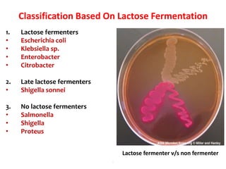 Classification Based On Lactose Fermentation
1. Lactose fermenters
• Escherichia coli
• Klebsiella sp.
• Enterobacter
• Citrobacter
2. Late lactose fermenters
• Shigella sonnei
3. No lactose fermenters
• Salmonella
• Shigella
• Proteus
.
Lactose fermenter v/s non fermenter
 