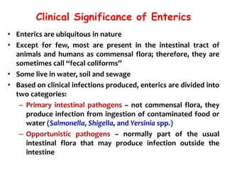 Clinical Significance of Enterics
• Enterics are ubiquitous in nature
• Except for few, most are present in the intestinal tract of
animals and humans as commensal flora; therefore, they are
sometimes call “fecal coliforms”
• Some live in water, soil and sewage
• Based on clinical infections produced, enterics are divided into
two categories:
– Primary intestinal pathogens – not commensal flora, they
produce infection from ingestion of contaminated food or
water (Salmonella, Shigella, and Yersinia spp.)
– Opportunistic pathogens – normally part of the usual
intestinal flora that may produce infection outside the
intestine
 