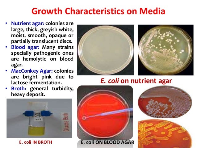 Genus Escherichia Coli