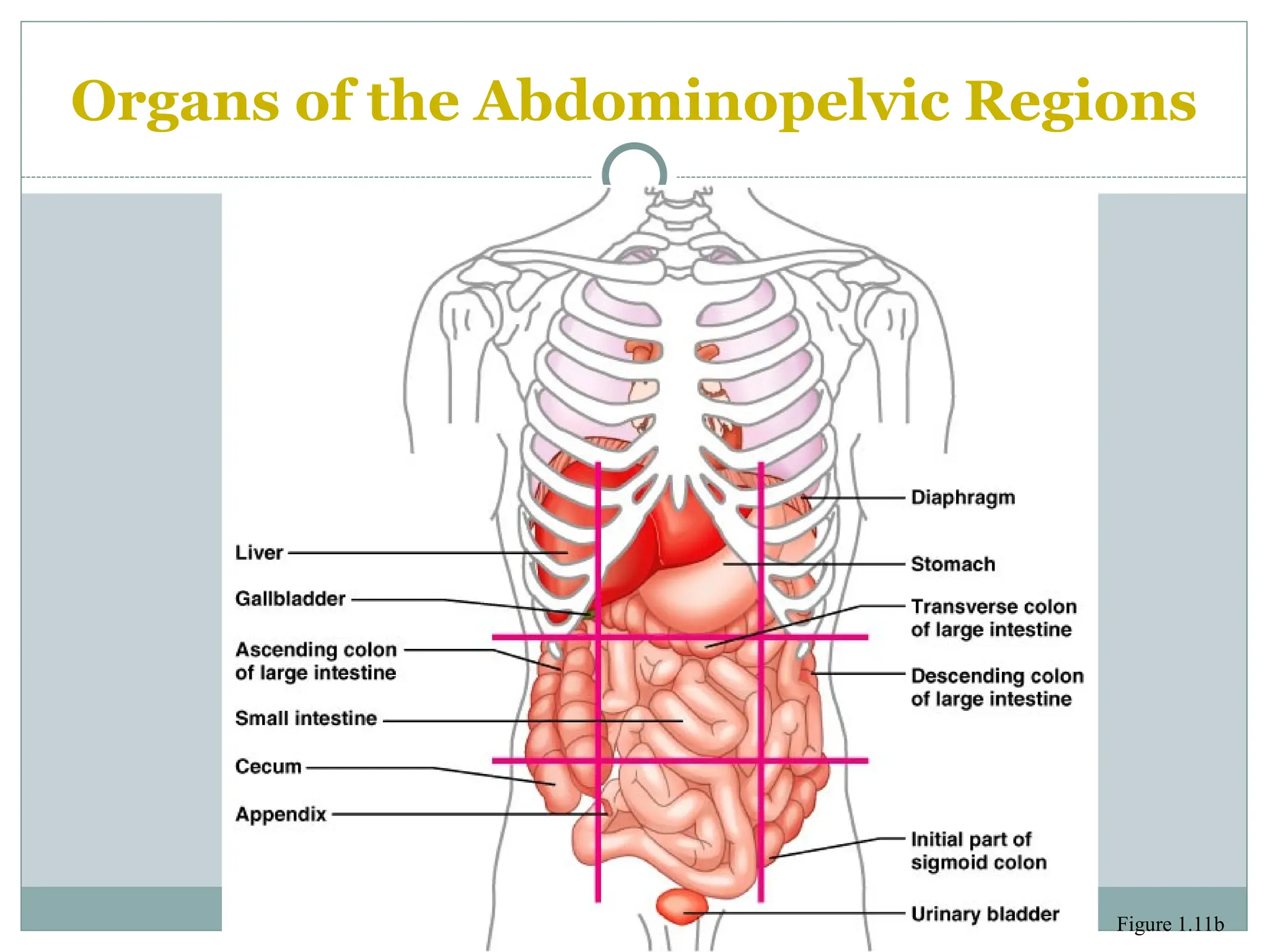 Organs of the Abdominopelvic Regions
Figure 1.11b
 