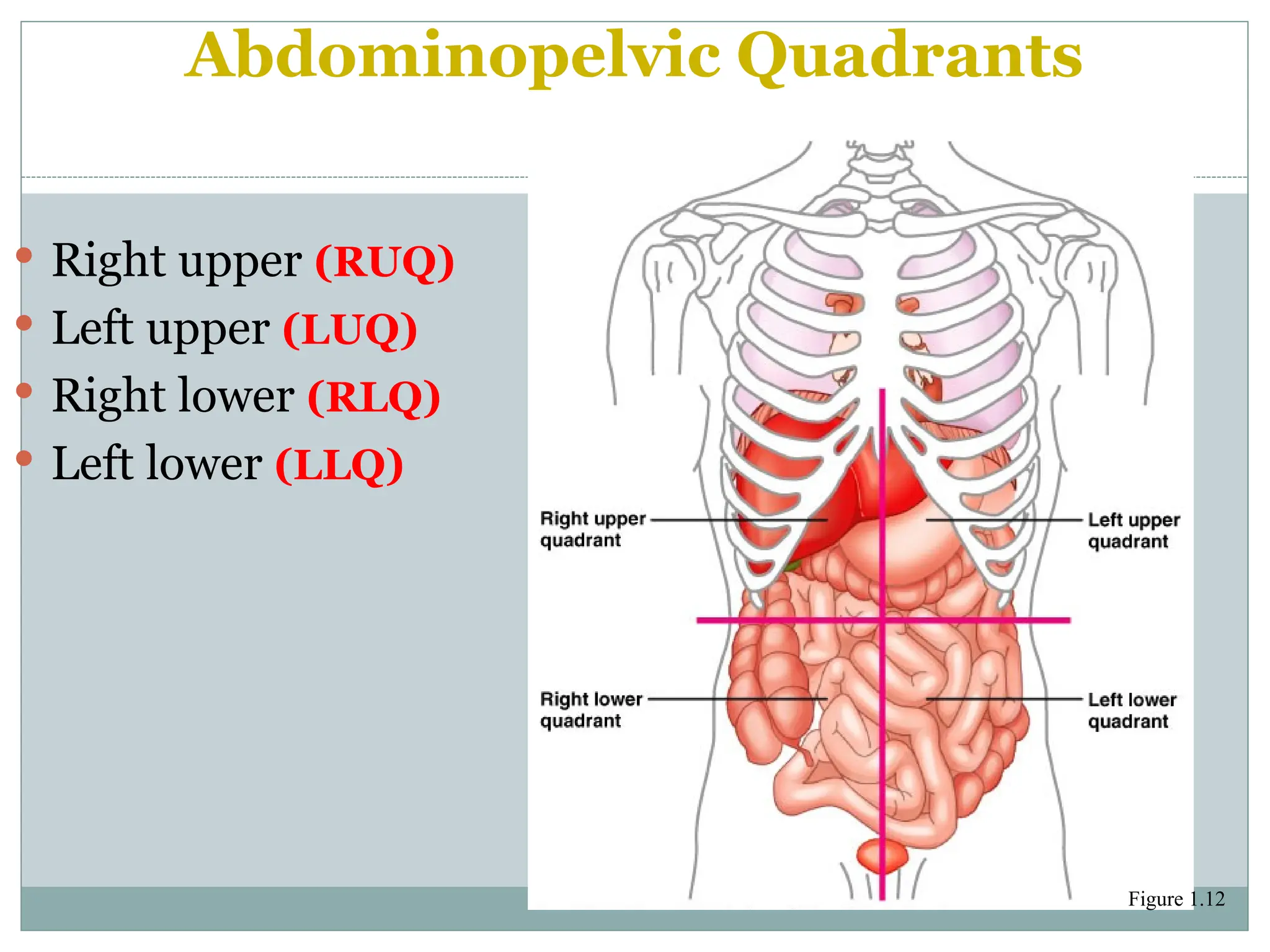 Abdominopelvic Quadrants
 Right upper (RUQ)
 Left upper (LUQ)
 Right lower (RLQ)
 Left lower (LLQ)
Figure 1.12
 