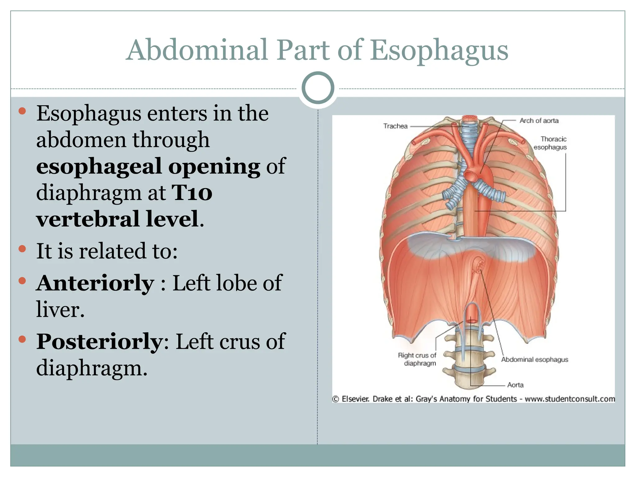Abdominal Part of Esophagus
 Esophagus enters in the
abdomen through
esophageal opening of
diaphragm at T10
vertebral level.
 It is related to:
 Anteriorly : Left lobe of
liver.
 Posteriorly: Left crus of
diaphragm.
 
