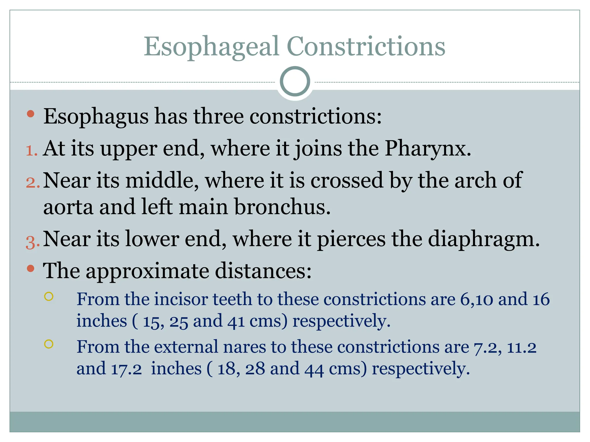 Esophageal Constrictions
 Esophagus has three constrictions:
1. At its upper end, where it joins the Pharynx.
2.Near its middle, where it is crossed by the arch of
aorta and left main bronchus.
3.Near its lower end, where it pierces the diaphragm.
 The approximate distances:
 From the incisor teeth to these constrictions are 6,10 and 16
inches ( 15, 25 and 41 cms) respectively.
 From the external nares to these constrictions are 7.2, 11.2
and 17.2 inches ( 18, 28 and 44 cms) respectively.
 