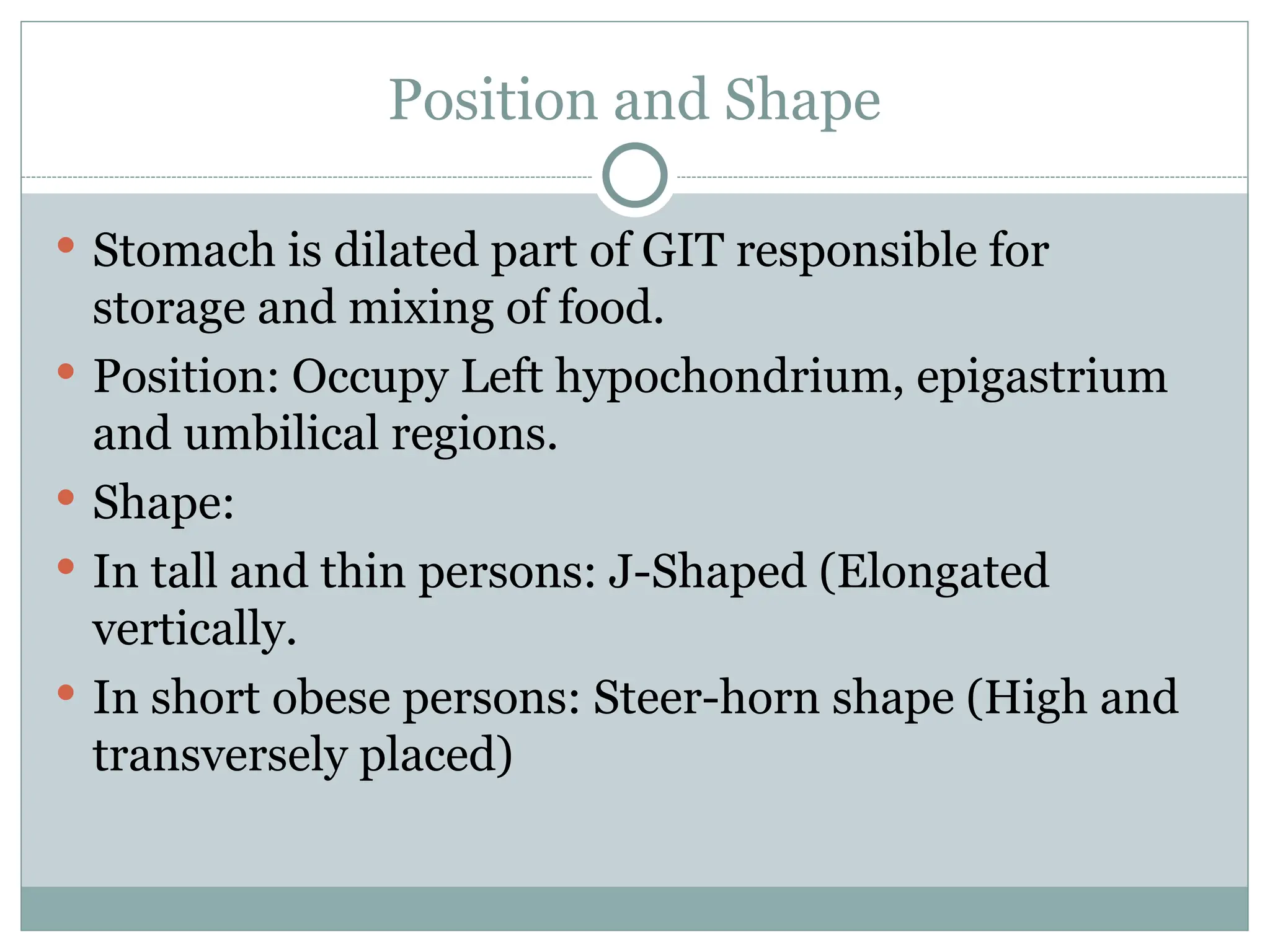 Position and Shape
 Stomach is dilated part of GIT responsible for
storage and mixing of food.
 Position: Occupy Left hypochondrium, epigastrium
and umbilical regions.
 Shape:
 In tall and thin persons: J-Shaped (Elongated
vertically.
 In short obese persons: Steer-horn shape (High and
transversely placed)
 