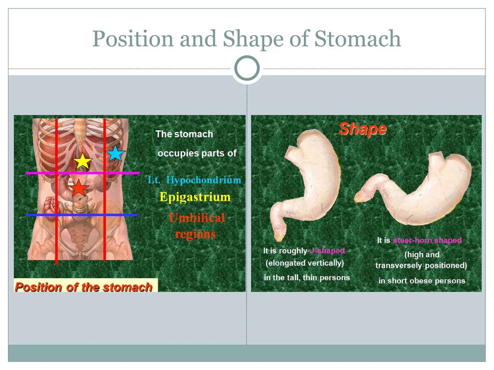 Position and Shape of Stomach
 