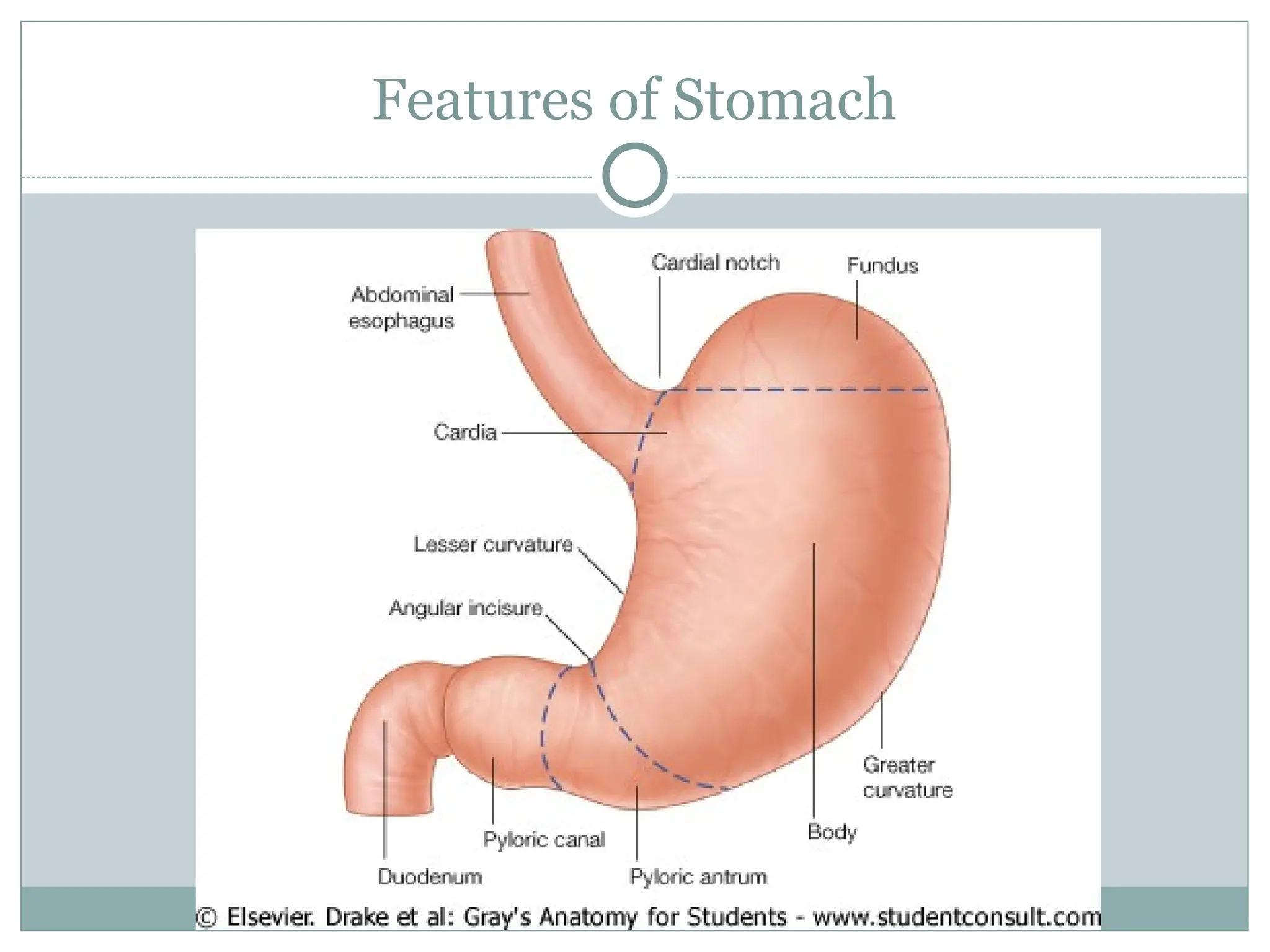 Features of Stomach
 