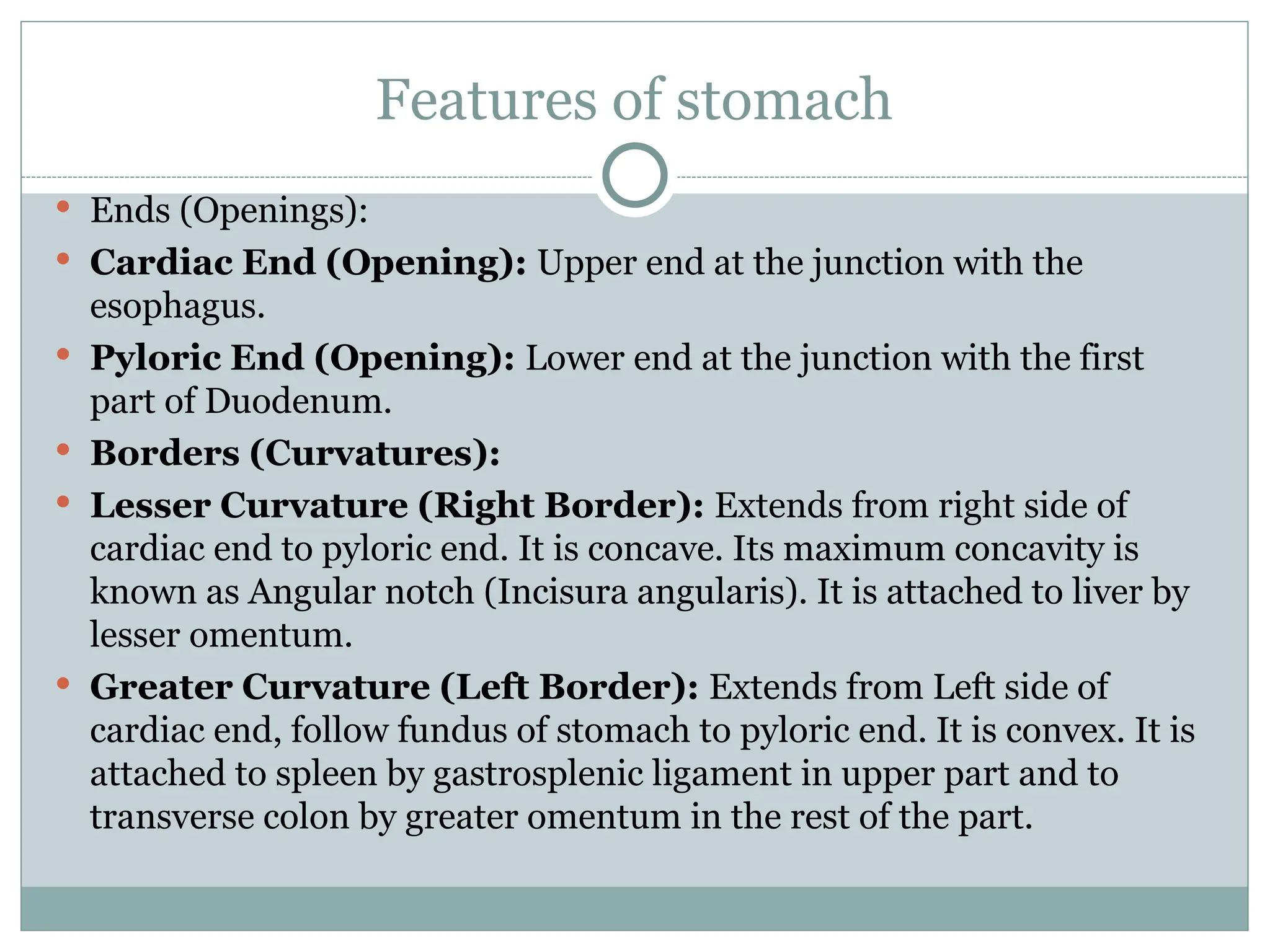 Features of stomach
 Ends (Openings):
 Cardiac End (Opening): Upper end at the junction with the
esophagus.
 Pyloric End (Opening): Lower end at the junction with the first
part of Duodenum.
 Borders (Curvatures):
 Lesser Curvature (Right Border): Extends from right side of
cardiac end to pyloric end. It is concave. Its maximum concavity is
known as Angular notch (Incisura angularis). It is attached to liver by
lesser omentum.
 Greater Curvature (Left Border): Extends from Left side of
cardiac end, follow fundus of stomach to pyloric end. It is convex. It is
attached to spleen by gastrosplenic ligament in upper part and to
transverse colon by greater omentum in the rest of the part.
 