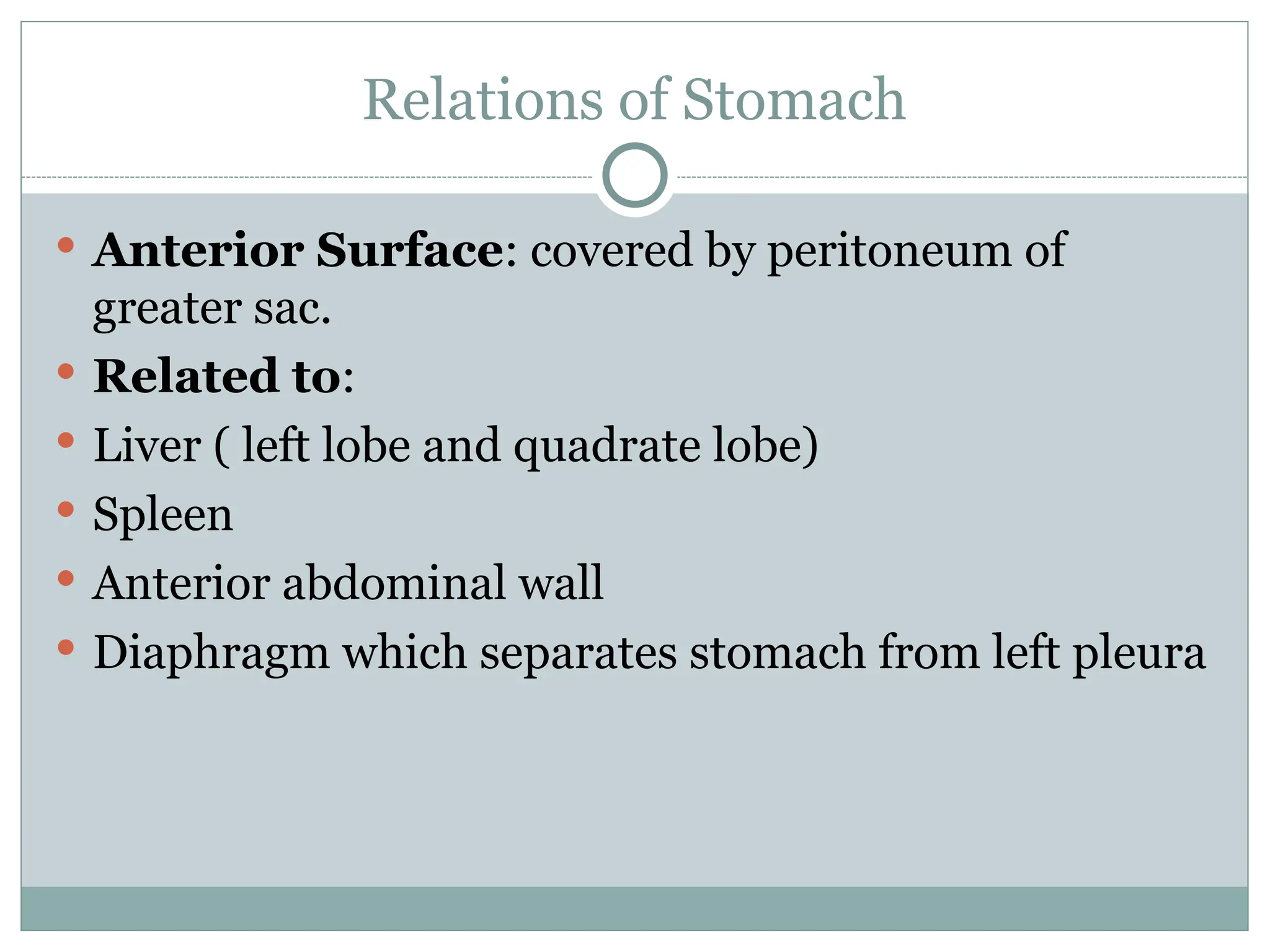 Relations of Stomach
 Anterior Surface: covered by peritoneum of
greater sac.
 Related to:
 Liver ( left lobe and quadrate lobe)
 Spleen
 Anterior abdominal wall
 Diaphragm which separates stomach from left pleura
 
