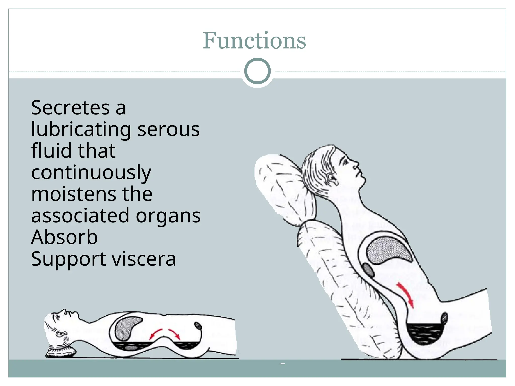 Functions
Secretes a
lubricating serous
fluid that
continuously
moistens the
associated organs
Absorb
Support viscera
 
