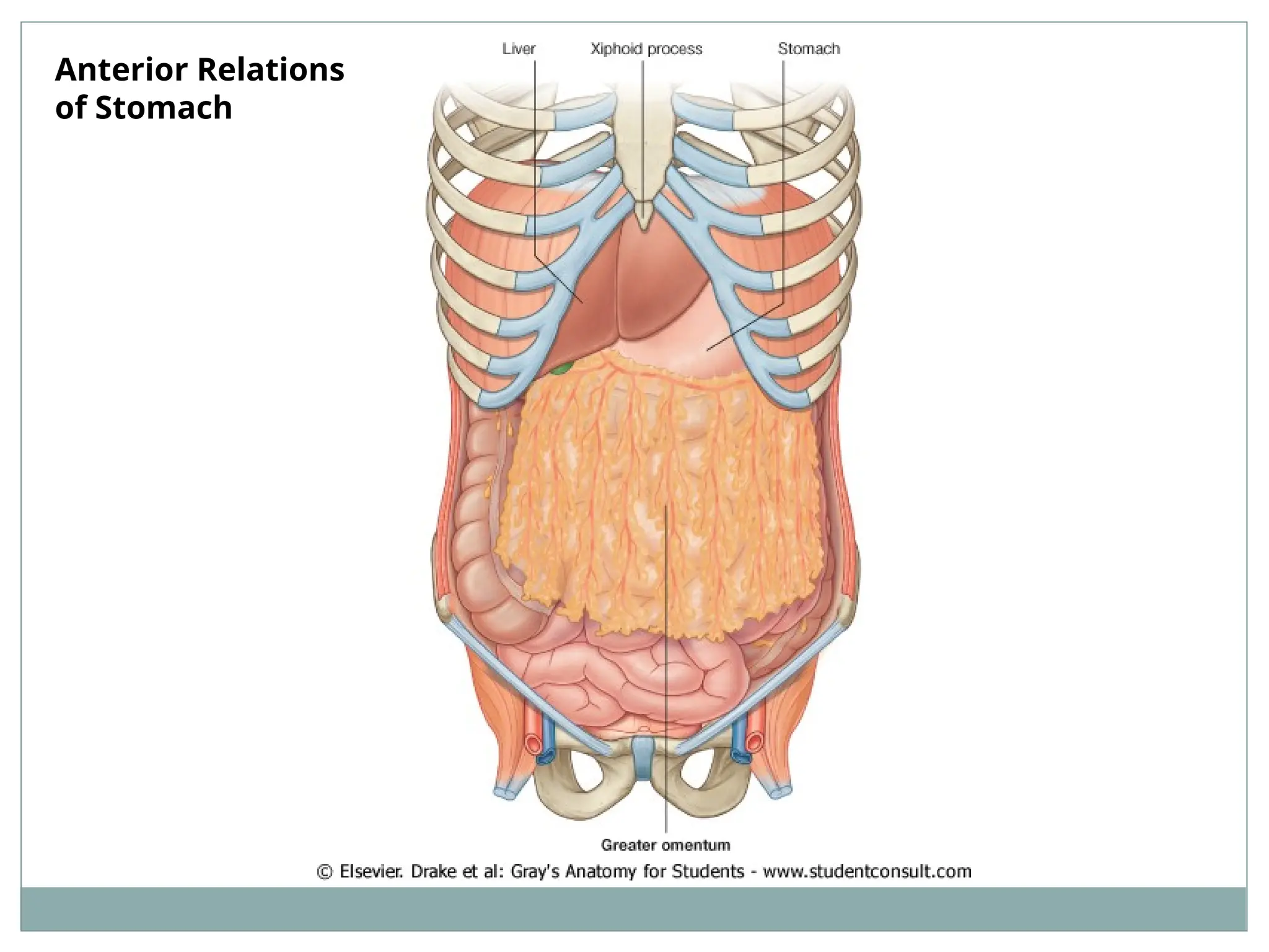 Anterior Relations
of Stomach
 