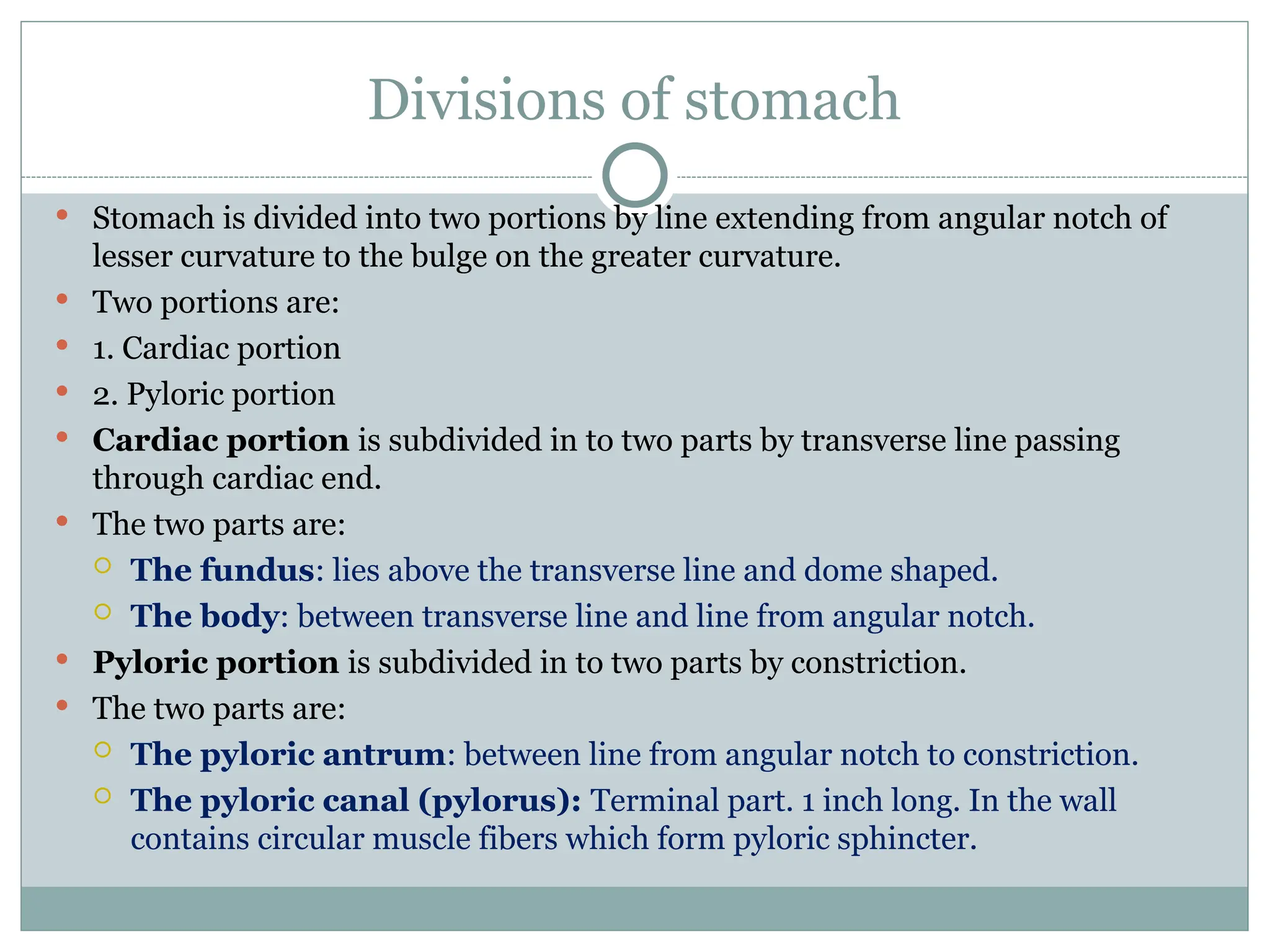 Divisions of stomach
 Stomach is divided into two portions by line extending from angular notch of
lesser curvature to the bulge on the greater curvature.
 Two portions are:
 1. Cardiac portion
 2. Pyloric portion
 Cardiac portion is subdivided in to two parts by transverse line passing
through cardiac end.
 The two parts are:
 The fundus: lies above the transverse line and dome shaped.
 The body: between transverse line and line from angular notch.
 Pyloric portion is subdivided in to two parts by constriction.
 The two parts are:
 The pyloric antrum: between line from angular notch to constriction.
 The pyloric canal (pylorus): Terminal part. 1 inch long. In the wall
contains circular muscle fibers which form pyloric sphincter.
 