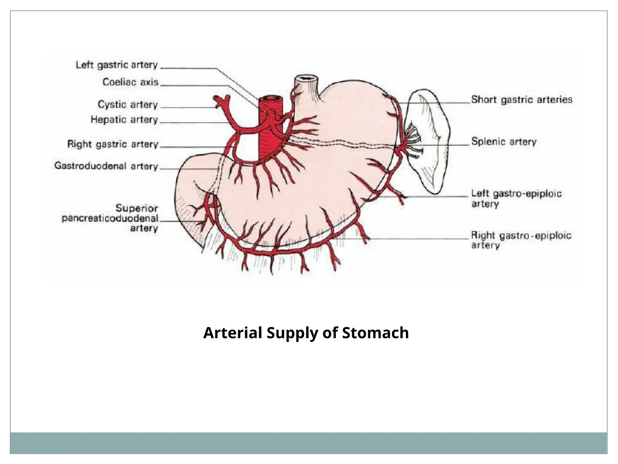 Arterial Supply of Stomach
 