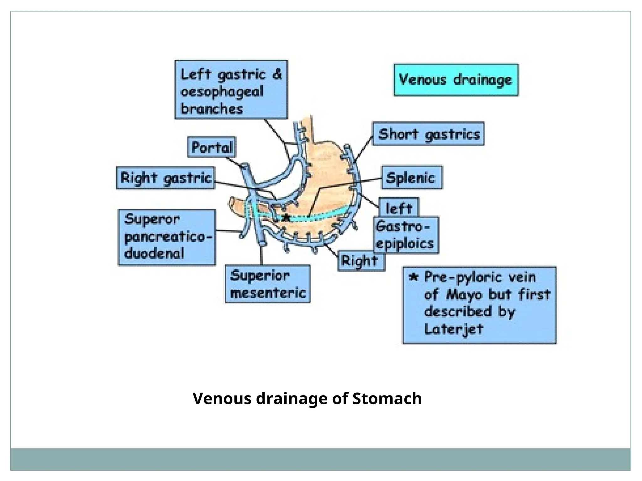 Venous drainage of Stomach
 