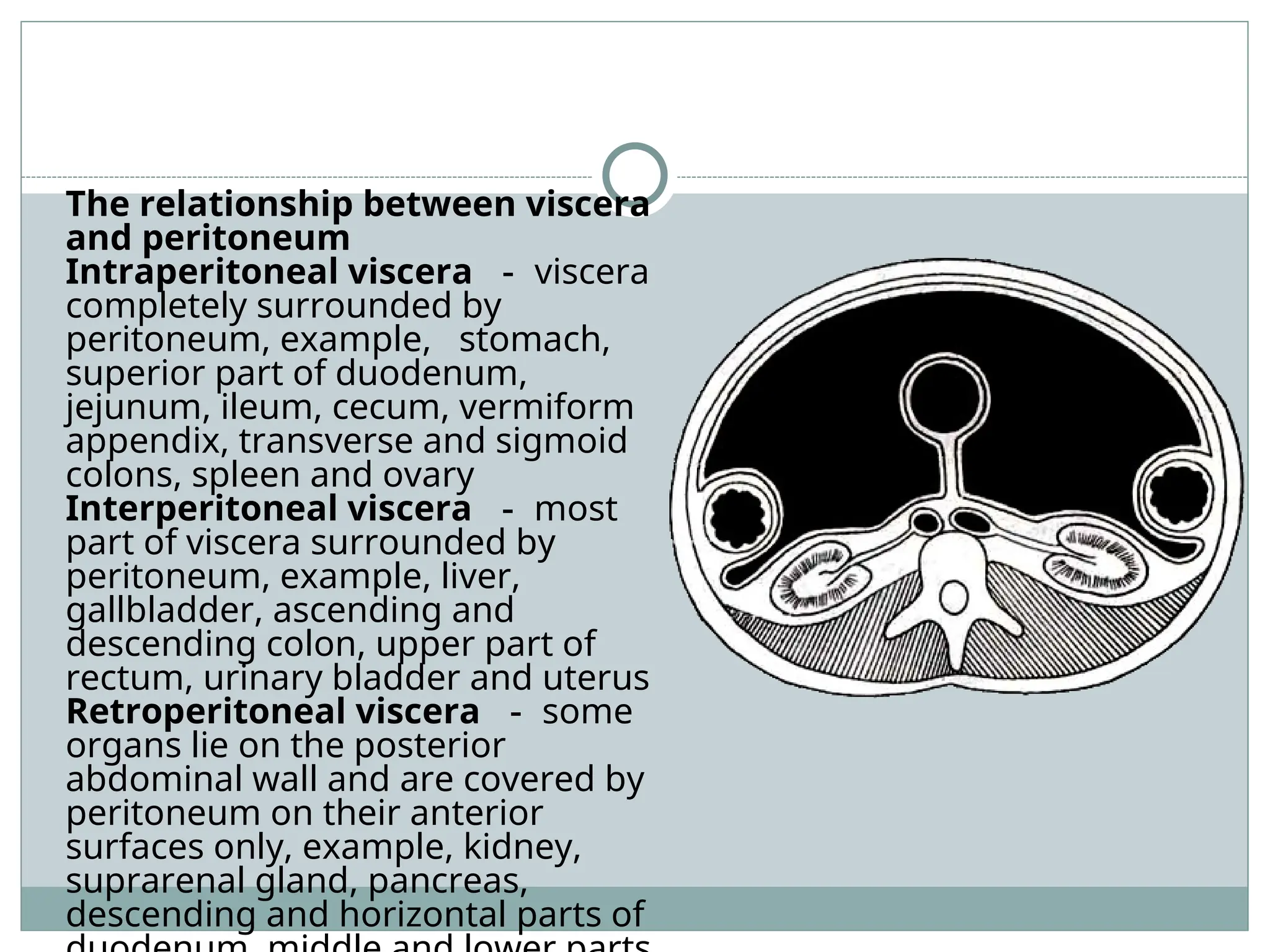 The relationship between viscera
and peritoneum
Intraperitoneal viscera － viscera
completely surrounded by
peritoneum, example, stomach,
superior part of duodenum,
jejunum, ileum, cecum, vermiform
appendix, transverse and sigmoid
colons, spleen and ovary
Interperitoneal viscera － most
part of viscera surrounded by
peritoneum, example, liver,
gallbladder, ascending and
descending colon, upper part of
rectum, urinary bladder and uterus
Retroperitoneal viscera － some
organs lie on the posterior
abdominal wall and are covered by
peritoneum on their anterior
surfaces only, example, kidney,
suprarenal gland, pancreas,
descending and horizontal parts of
 
