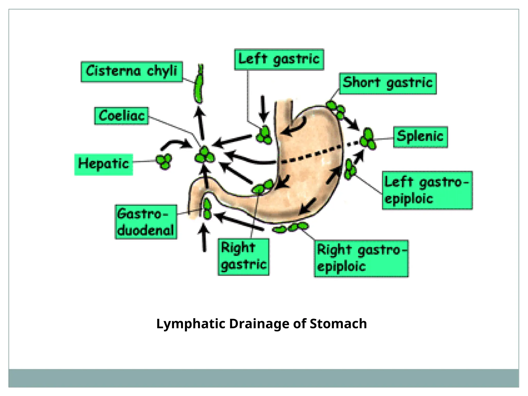 Lymphatic Drainage of Stomach
 