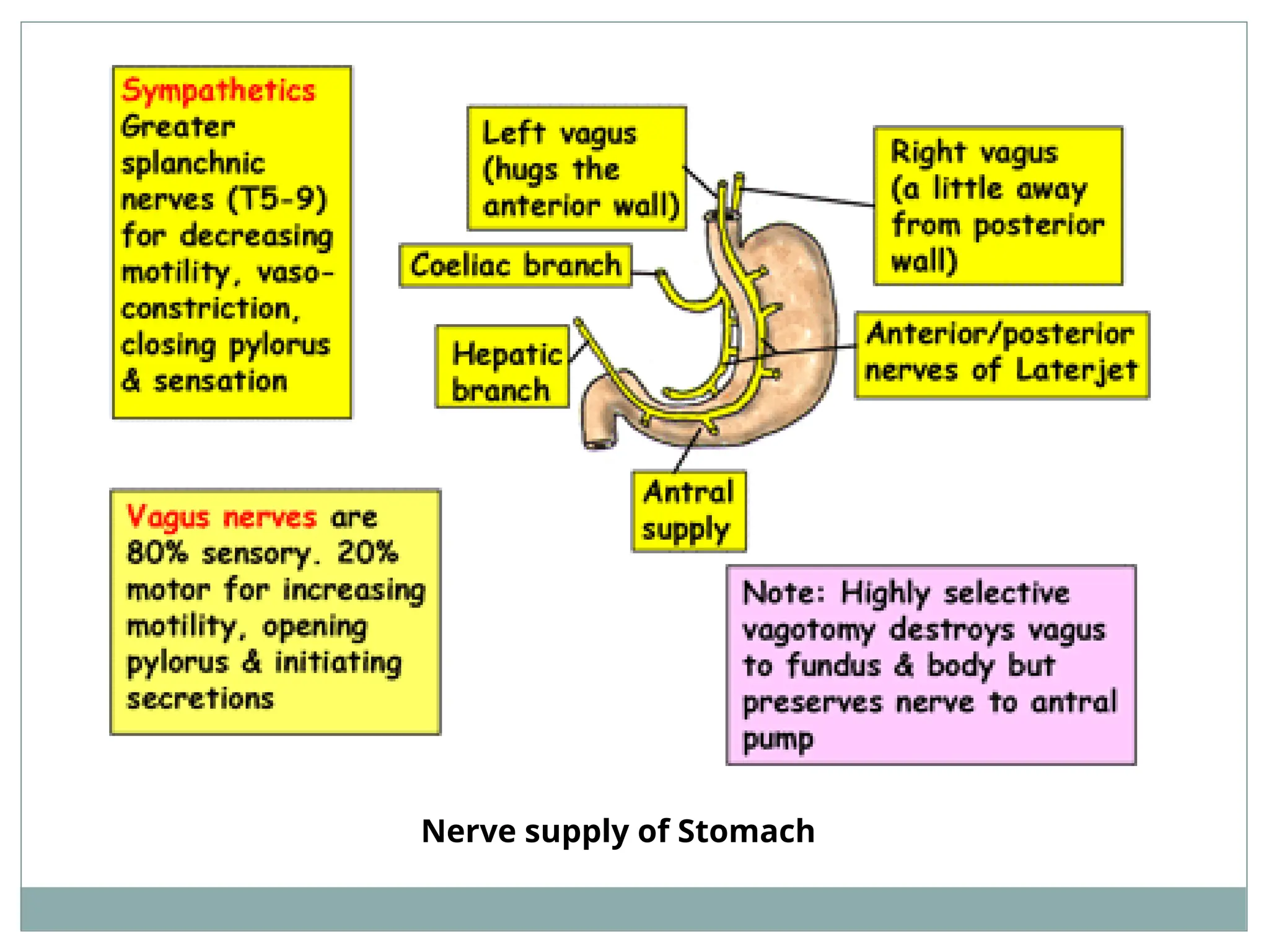 Nerve supply of Stomach
 