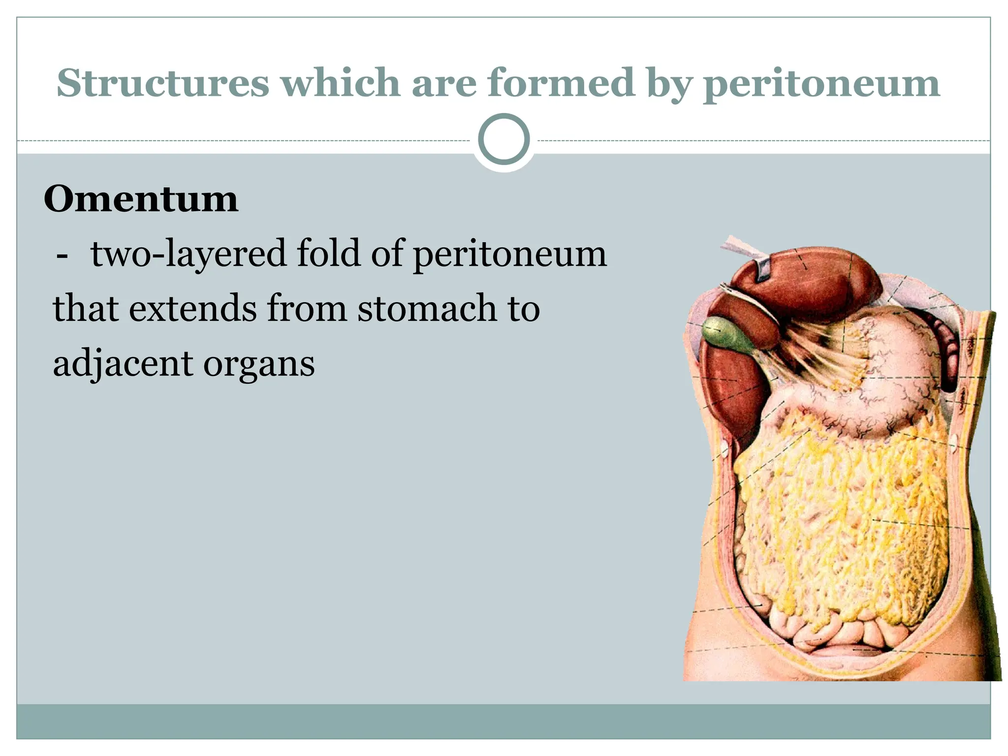 Structures which are formed by peritoneum
Omentum
－ two-layered fold of peritoneum
that extends from stomach to
adjacent organs
 