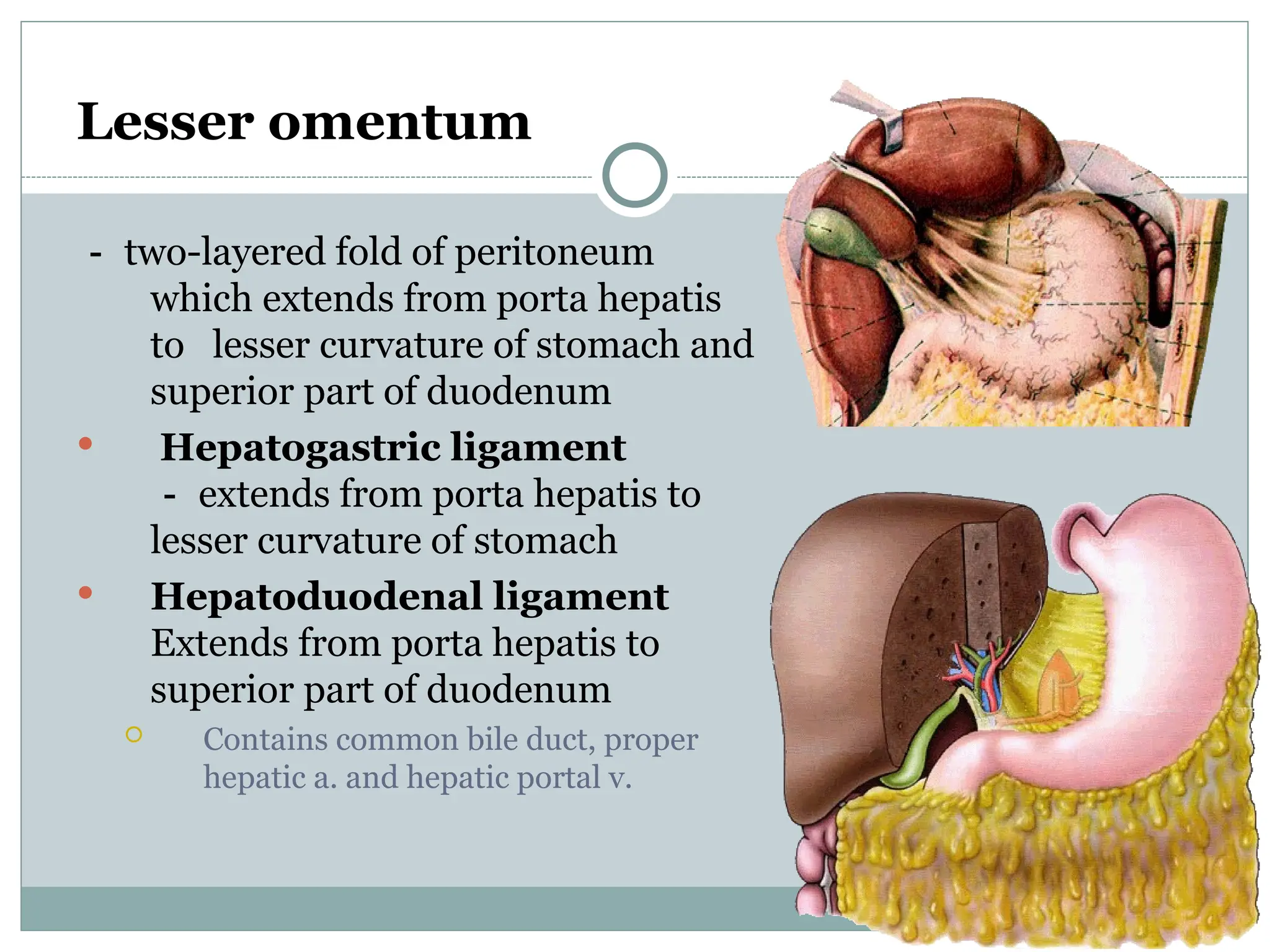 Lesser omentum
－ two-layered fold of peritoneum
which extends from porta hepatis
to lesser curvature of stomach and
superior part of duodenum
 Hepatogastric ligament
－ extends from porta hepatis to
lesser curvature of stomach
 Hepatoduodenal ligament
Extends from porta hepatis to
superior part of duodenum
 Contains common bile duct, proper
hepatic a. and hepatic portal v.
 