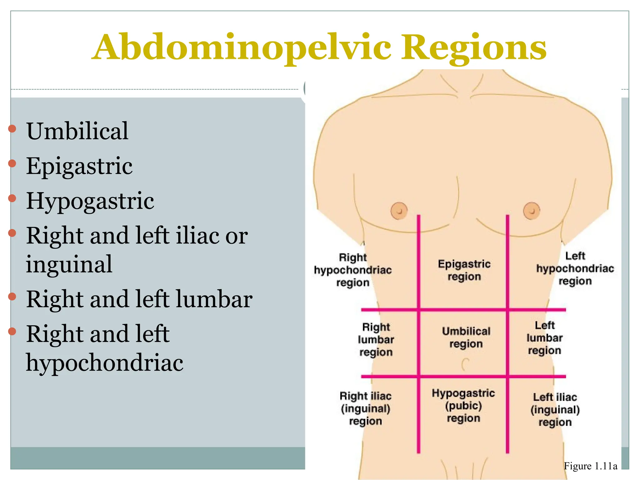 Abdominopelvic Regions
 Umbilical
 Epigastric
 Hypogastric
 Right and left iliac or
inguinal
 Right and left lumbar
 Right and left
hypochondriac
Figure 1.11a
 